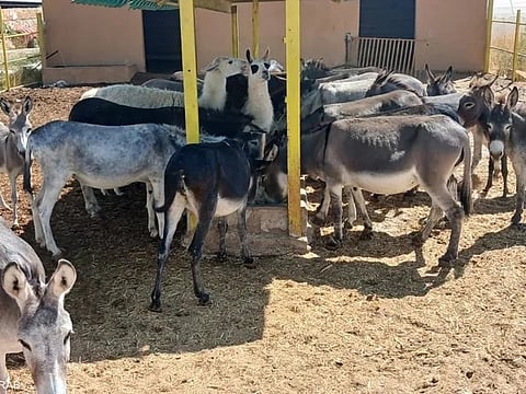 Behind the unusually comfortable donkey lifestyle, however, is a personal story that began around 12 years ago.