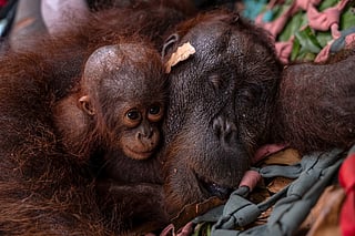A mother-and-baby orangutan pair being evacuated by officials due to forest and land fires in Sungai Awan Kiri village, in the Muara Pawan district of Ketapang, West Kalimantan.
