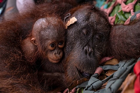 A mother-and-baby orangutan pair being evacuated by officials due to forest and land fires in Sungai Awan Kiri village, in the Muara Pawan district of Ketapang, West Kalimantan.