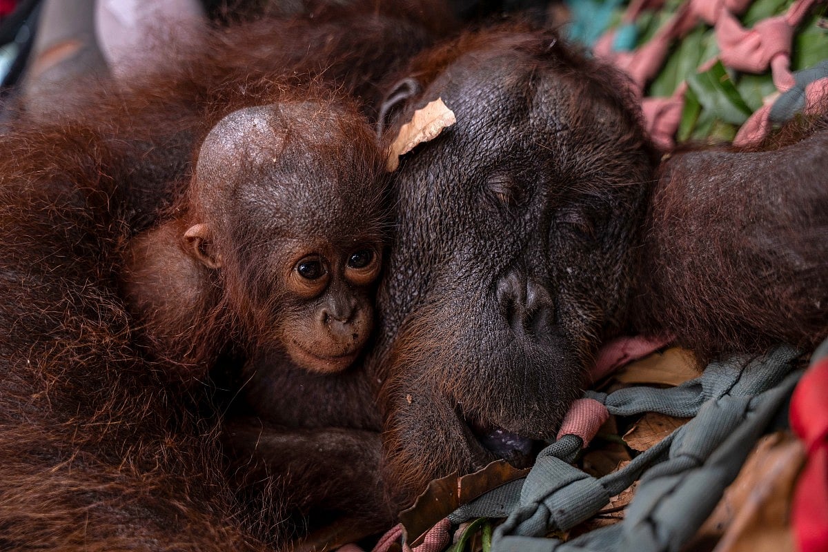 Photograph accompanying Indonesia releases eight orangutans rescued from Borneo fires into a protected reserve
