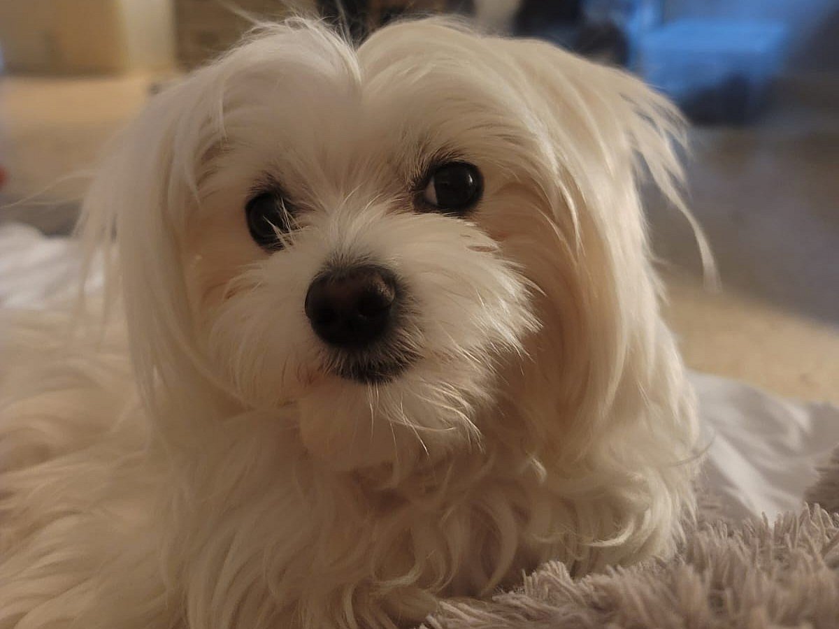 The two-year-old Maltese disappeared two days after they moved into a new home near Mushrif Mall.