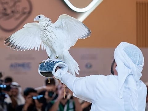 The Gyr Pure Ultra White is prized for its exceptionally rare white plumage, pure lineage, and striking appearance.