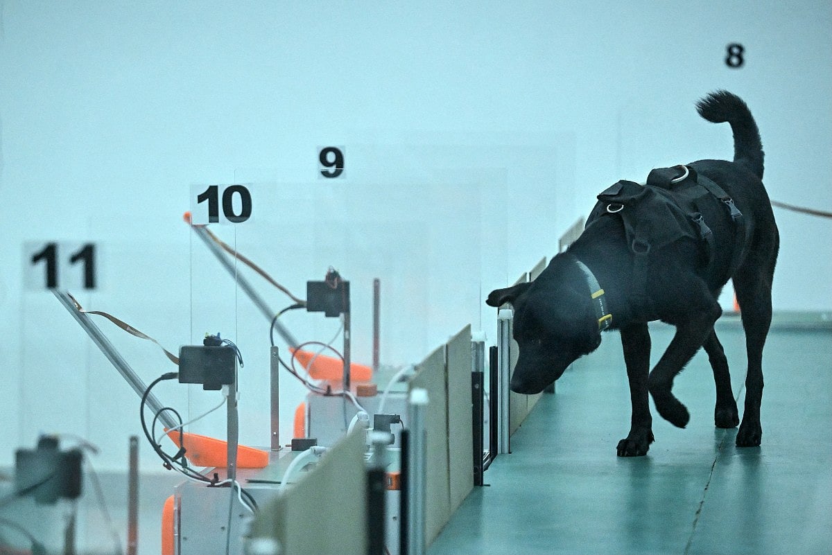 This photograph taken on July 28, 2026 shows a dog taking part in a cancer detection test inside a laboratory at the Dognosis facility in Kempohalli village on the outskirts of Bengaluru.