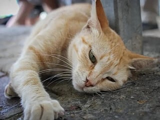 Jordan launches probe into suspected mass poisoning of cats in Amman’s Al Rashid suburb, sparking public outrage and calls for prosecution over animal cruelty.