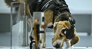 This photograph taken on July 28, 2026 shows a beagle sniffing a sample during a test inside a laboratory at the Dognosis facility in Kempohalli village on the outskirts of Bengaluru. 