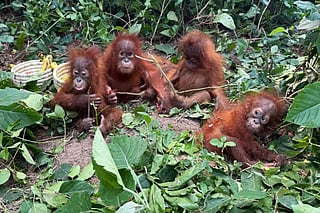Orangutans sitting next to bananas upon their rescue by officials at the Ranakatha Protected Reserved Forest in Balasore district.