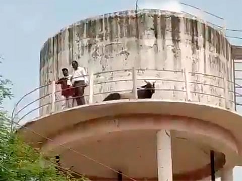 Animal is sedated and lowered by crane after becoming stranded on top of a water tank.