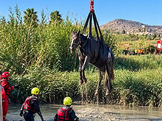 A horse trapped in Spanish marsh was airlifted to safety by helicopter as emergency teams used a specialised harness in a carefully coordinated rescue.