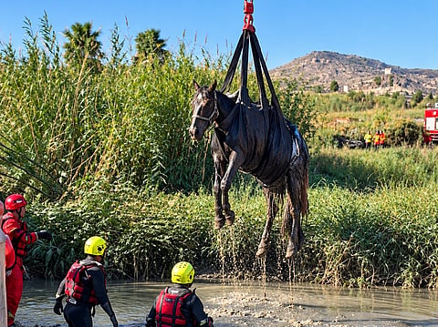 A horse trapped in Spanish marsh was airlifted to safety by helicopter as emergency teams used a specialised harness in a carefully coordinated rescue.