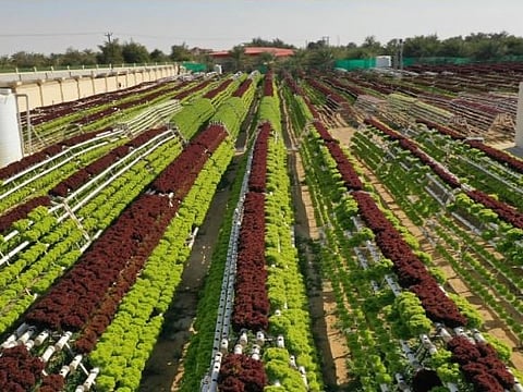 New initiatives link agriculture, manufacturing and technology with supply chains and global markets.