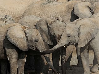 Sharjah Safari to reopen for fifth season tomorrow