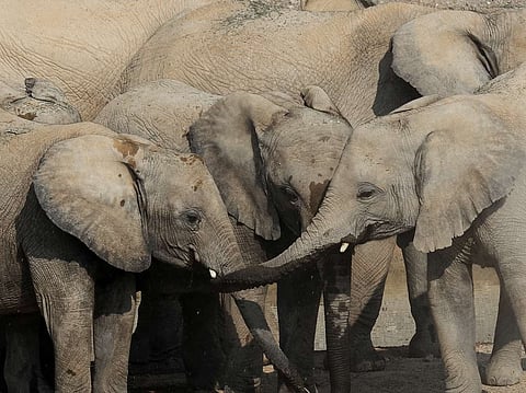 Sharjah Safari to reopen for fifth season   tomorrow - here's what's new