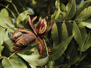 Why American Pecans deserve a place beyond baking 