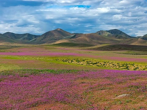 This aerial view shows patches of blooming wildflowers in the Atacama Desert near Copiapo, Chile.