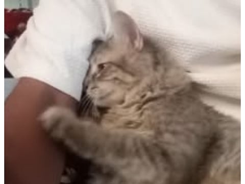 A screenshot of the cat being shared online. 