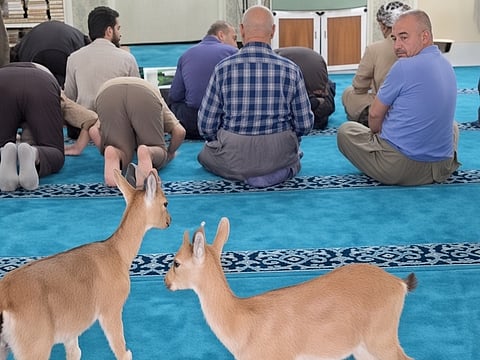 Some worshippers eventually stepped forward and attempted to guide the animals towards the exit, allowing the congregation to continue praying peacefully.