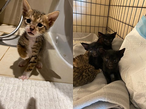 Left: 4 3-week old kittens found in a cardboard without any mother in Greens, Right: Kittens looking for a home. 