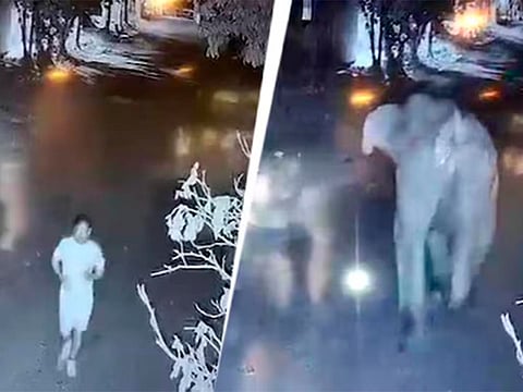 60-year-old morning walker killed in Bengaluru elephant attack