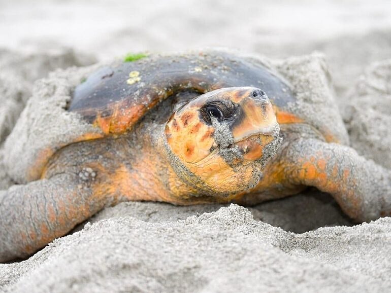 Ukrainian tourist faces legal action in Oman after disturbing nesting sea turtles at Ras Al Hadd, prompting a warning to visitors.