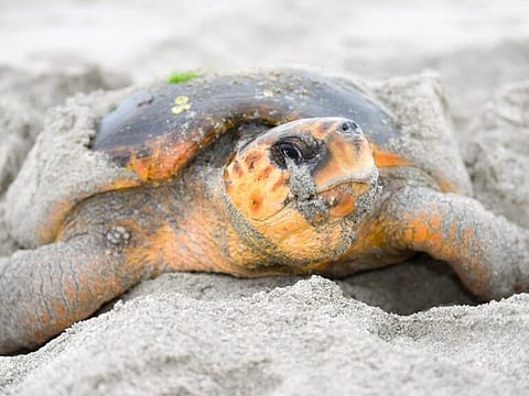Ukrainian tourist faces legal action in Oman after disturbing nesting sea turtles at Ras Al Hadd, prompting a warning to visitors.