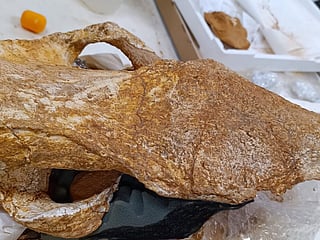 8-million-year-old rhino skull found in Crete