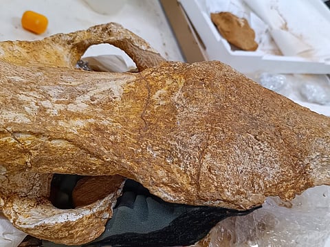 8-million-year-old rhino skull found in Crete