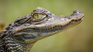This is a real crocodile