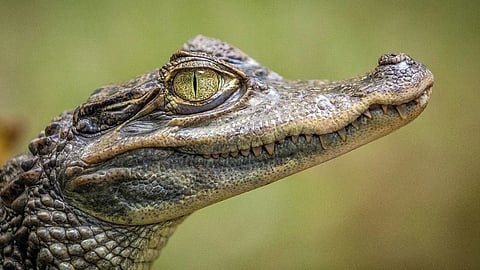This is a real crocodile