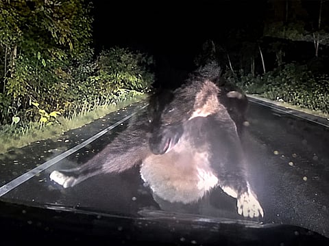 A brown bear climbs onto a car bonnet on a road in northern Japan after the vehicle encounters two bears, believed to be a mother and cub.