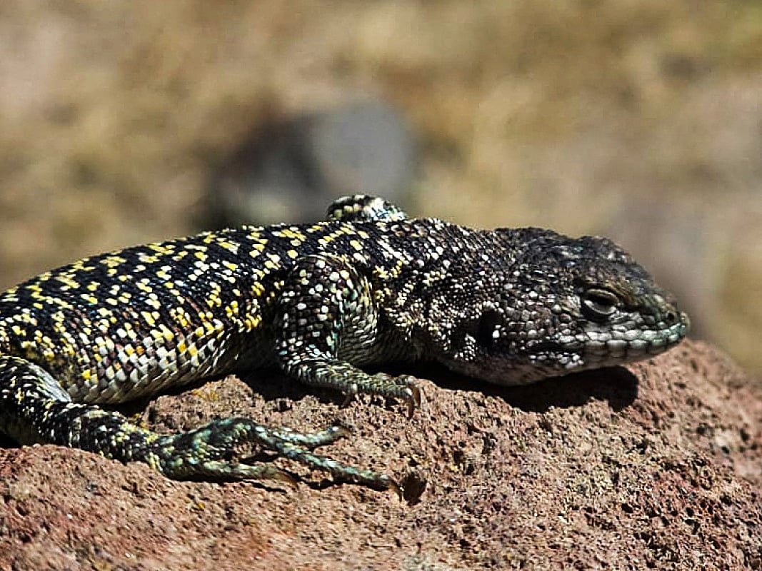 Handout undated picture released on October 3, 2026 by the UNMSM Natural History Museum in Lima, showing the newly discovered Andean lizard (Liolaemus archipensis), found in the high Andean puna, above 4,800 meters in altitude in the southern Andean region of Arequipa, Peru.