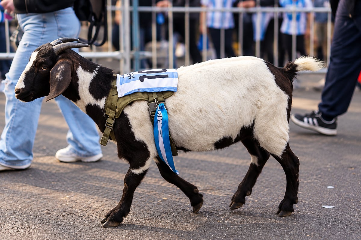 Argentina fans brought an actual goat wearing Messi’s No. 10 shirt ahead of his farewell match.
