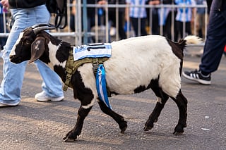 Argentina fans bring real GOAT for Messi's farewell