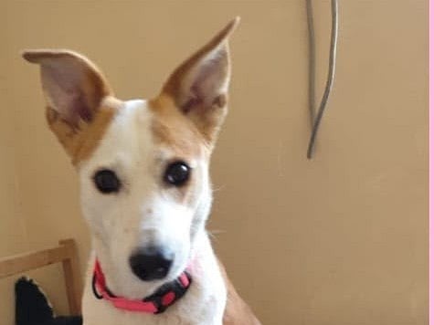 Charlotte, a dog abandoned earlier this year. 