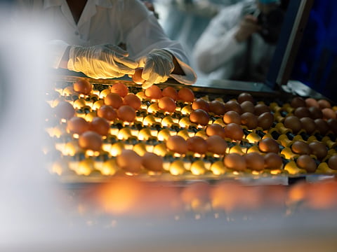 World Egg Day: Fresh opportunities hatch across UAE farms
