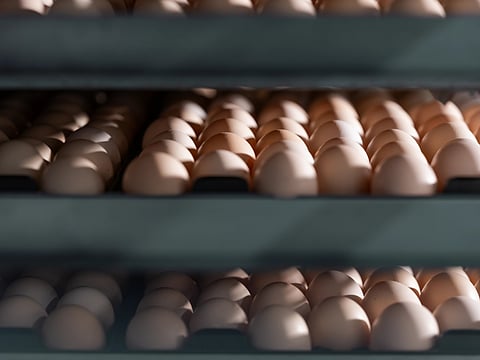 World Egg Day: Locally produced eggs are powering enriched nutrition for UAE families