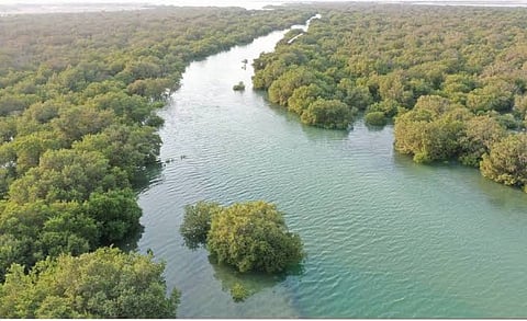 Abu Dhabi's mangroves: A natural solution to climate change and coastal protection