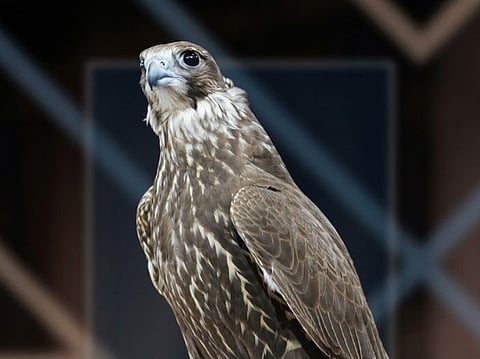 Bidding for the most expensive bird began at SR100,000 before climbing to SR1.4 million, setting a new record for the auction.
