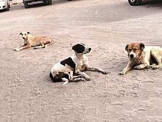 Under the rules, owners must obtain official licences for their dogs and ensure the animals wear collars carrying metal identification tags with their registration numbers.