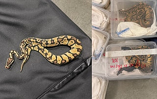 Royal pythons were seized at Muscat airport as Oman cracks down on illegal wildlife trafficking in coordination with customs and police.
