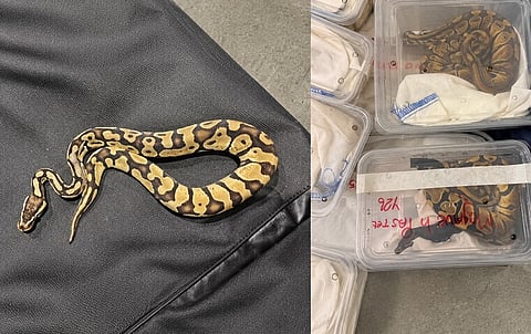 Royal pythons were seized at Muscat airport as Oman cracks down on illegal wildlife trafficking in coordination with customs and police.