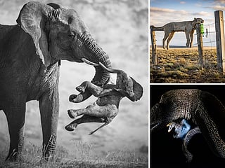 Wildlife Photographer of the Year 2026: Nature’s wonder