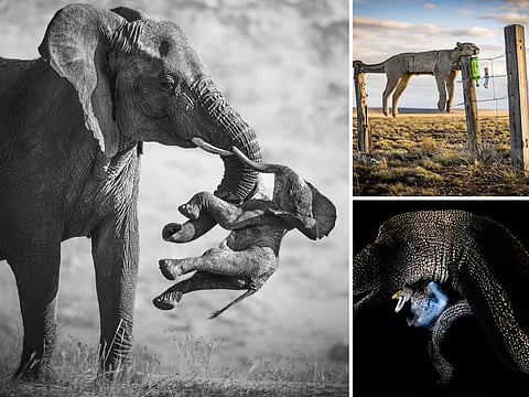 Wildlife Photographer of the Year 2026: Stunning winning images capture nature’s wonders 