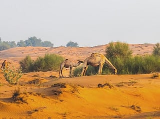 Abu Dhabi camel grazing ban runs until May 14, 2027