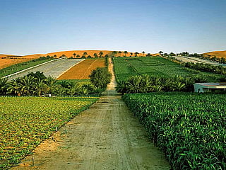 UAE aims to grow 50 per cent of crops locally
