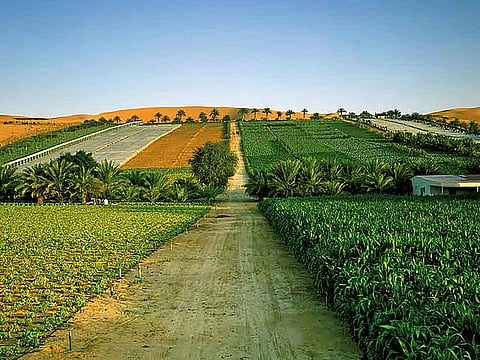 UAE targets 50 per cent local crop production, Sharjah diverts 93 per cent of waste from landfills