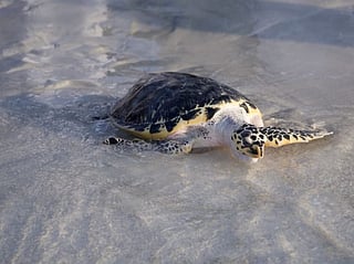 The network provides an integrated digital framework for wildlife rescue operations, reporting and case management.