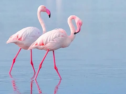 Abu Dhabi launches wildlife rescue network to give injured animals a second chance at life