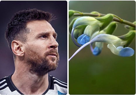 Flower named after Messi in Peru