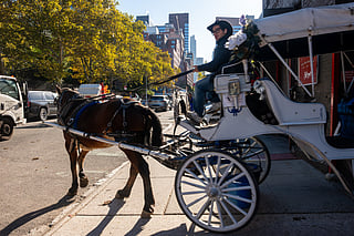 A carriage horse driver, one of dozens of workers who could lose their job if carriage horses are banned, rides towards Central Park outside of the Clinton Park Stables on October 19, 2026 in New York City.