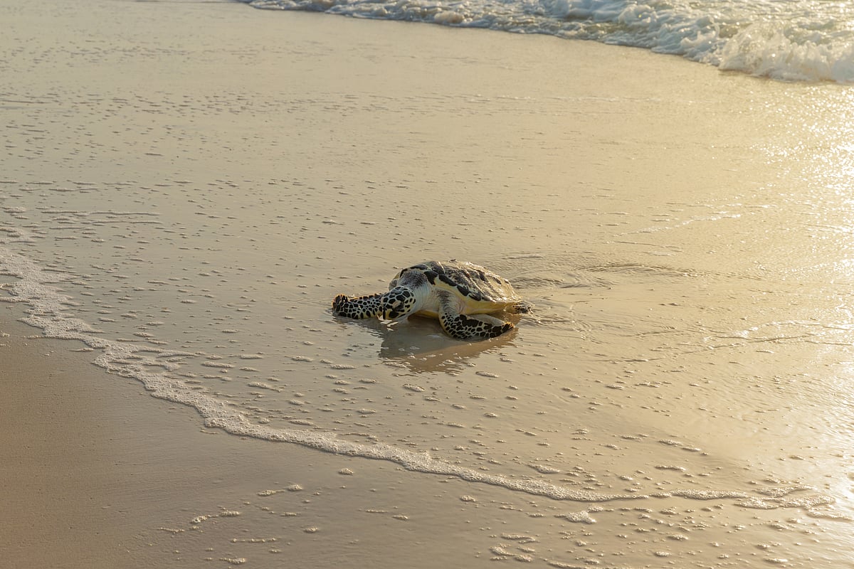 The October release also marked six years of rescue, rehabilitation and release work by TNA and EAD